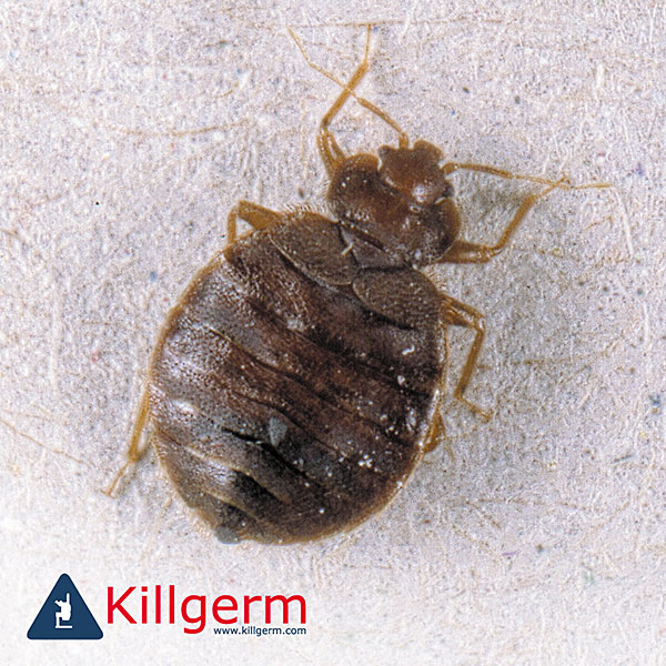 Bed Bug (Cimex lectularius)