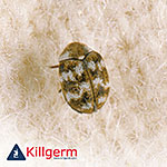 Varied Carpet Beetle (Anthrenus verbasci)