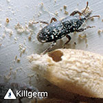 Grain Weevil