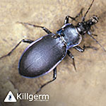 Ground Beetle