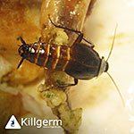 Oriental Cockroach (Blatta orientalis)